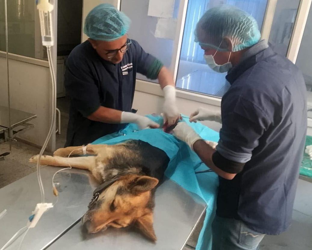 25 stray dogs were sterilized and 43 were given anti-rabies vaccines.