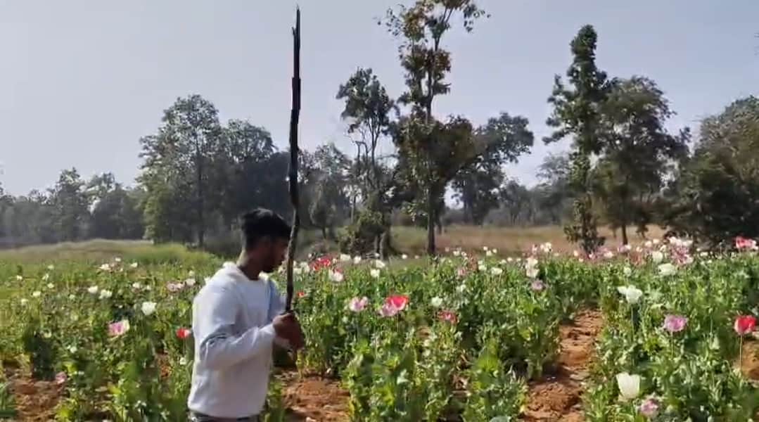 अफीम की फसल को नष्ट करती पुलिस