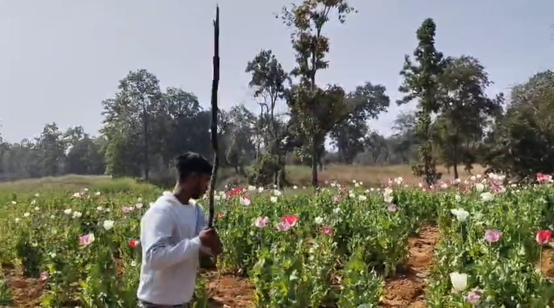 अफीम की फसल को नष्ट करती पुलिस