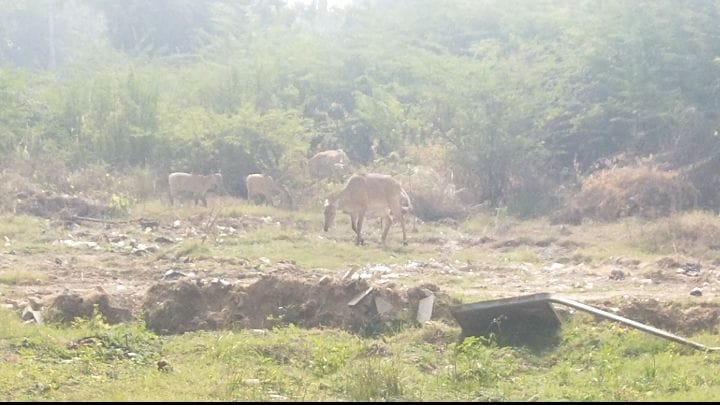 Wild animals are reaching populated areas, raising concerns among residents.