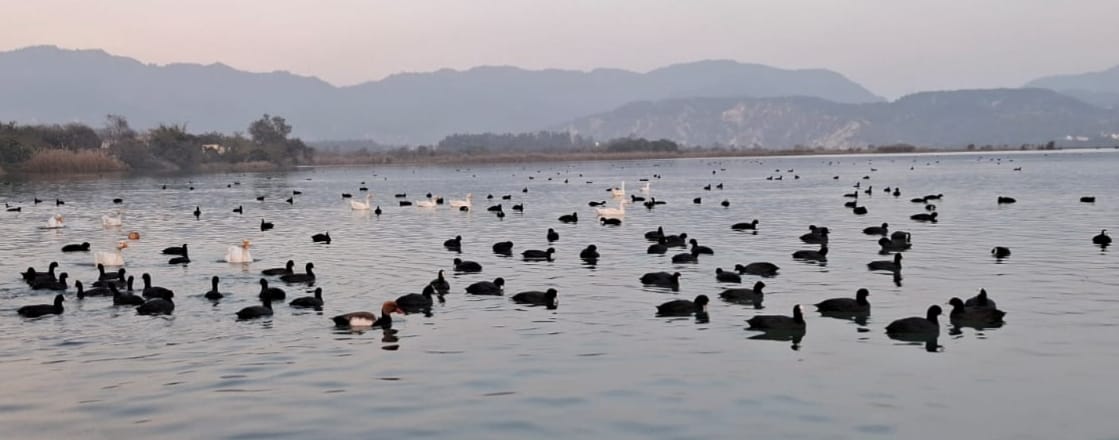 Migratory birds travel thousands of kilometers to reach Nangal Wetland.