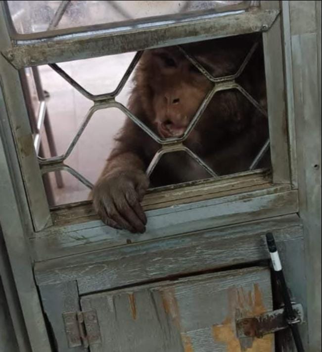 Letters were sent to three departments 10 times in five years, but the monkeys were not caught even once.