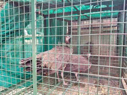 saharsa forest department rescues 5 peacocks from brick kiln illegal captivity