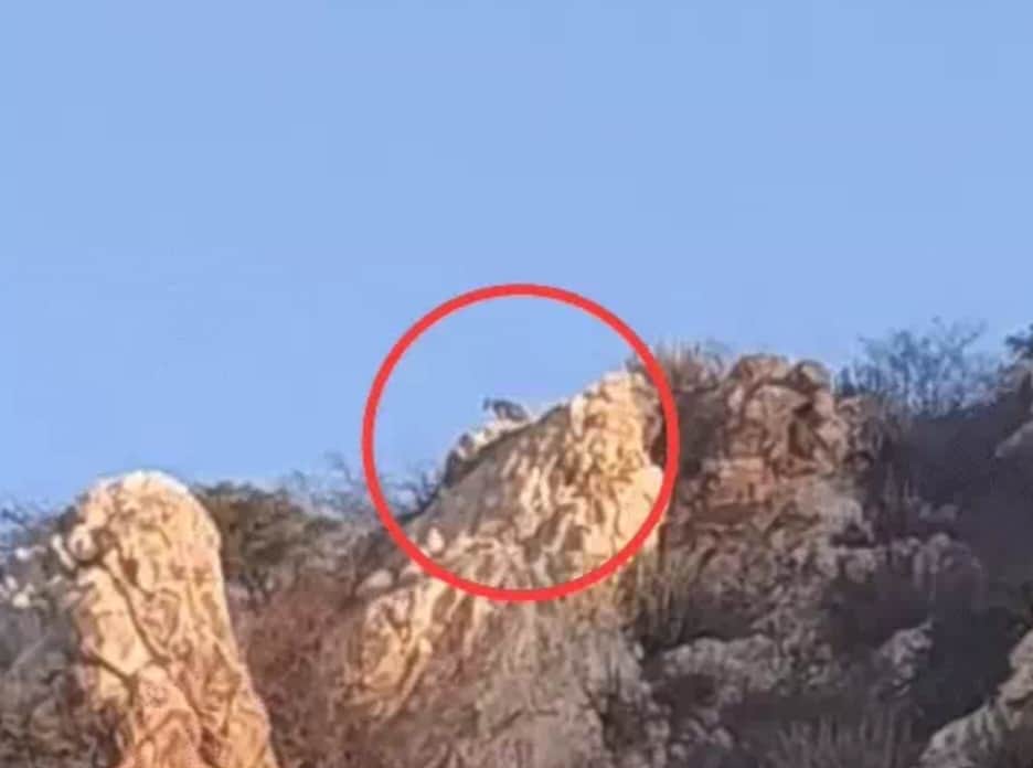 दौसा पहाड़ी पर बैठा लेपर्ड