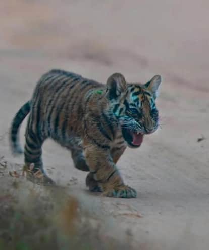 Bandhavgarh Cubs Strengthen MP’s Tiger State Status