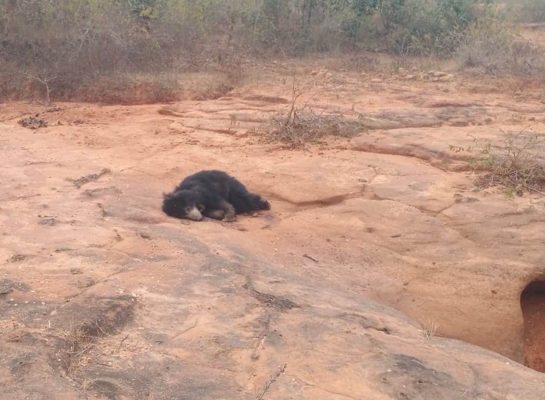 बांधवगढ़ में वन्यजीवों पर संकटबाघों के बाद अब भालुओं की लगातार मौत, जांच के घेरे में पार्क प्रब