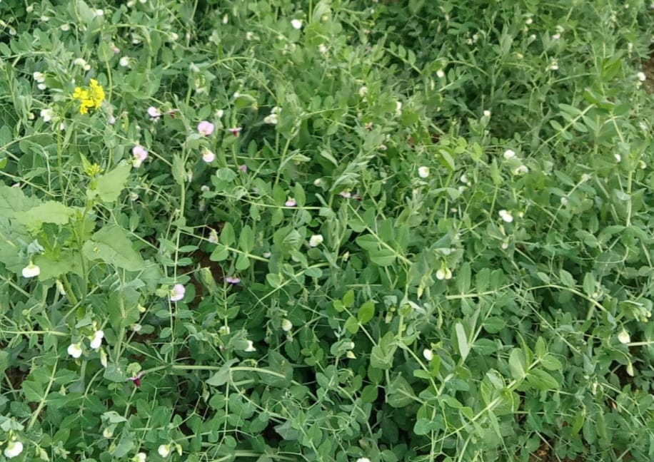 Fog causes heavy damage to Rabi crops, a lifeline for wheat
