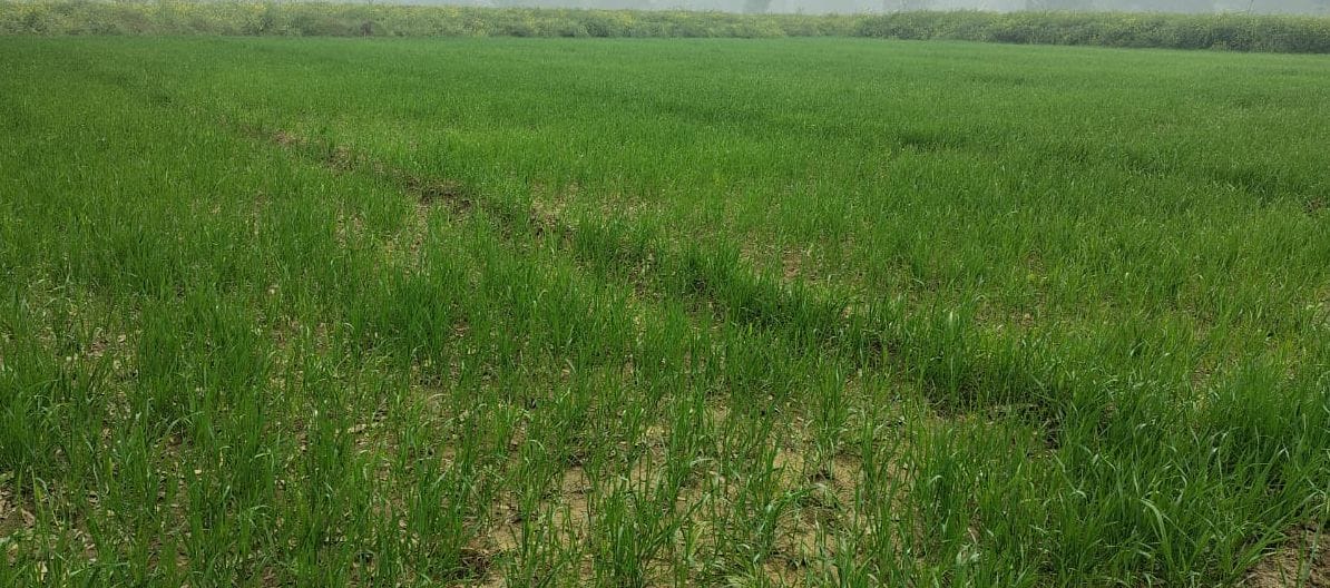 The wheat crop liked the change in weather.