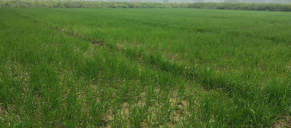 फोटो03खेत में तैयार की गई गेंहूं की फसल। संवाद