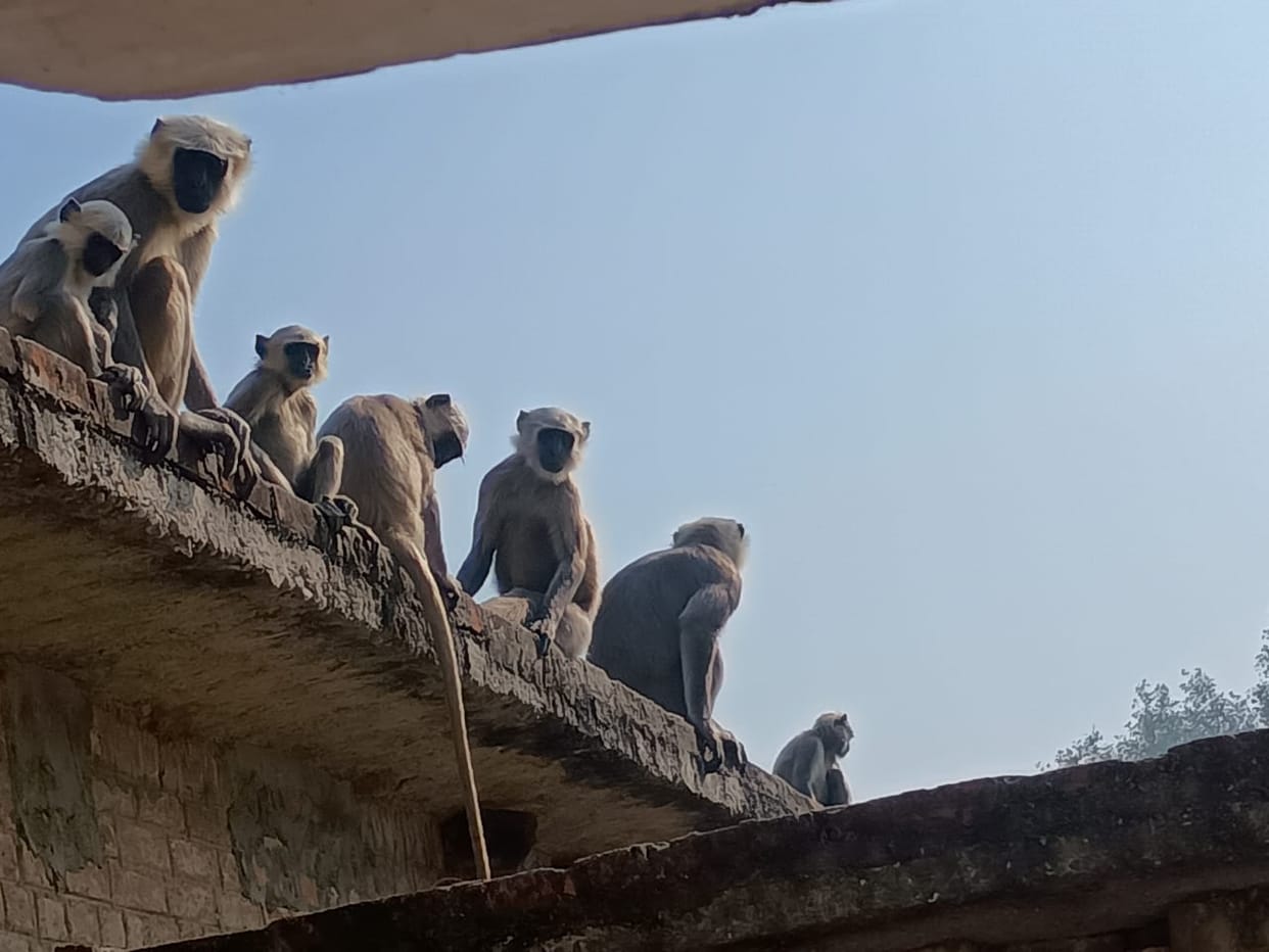 Monkeys create terror at Indara railway station, attack people