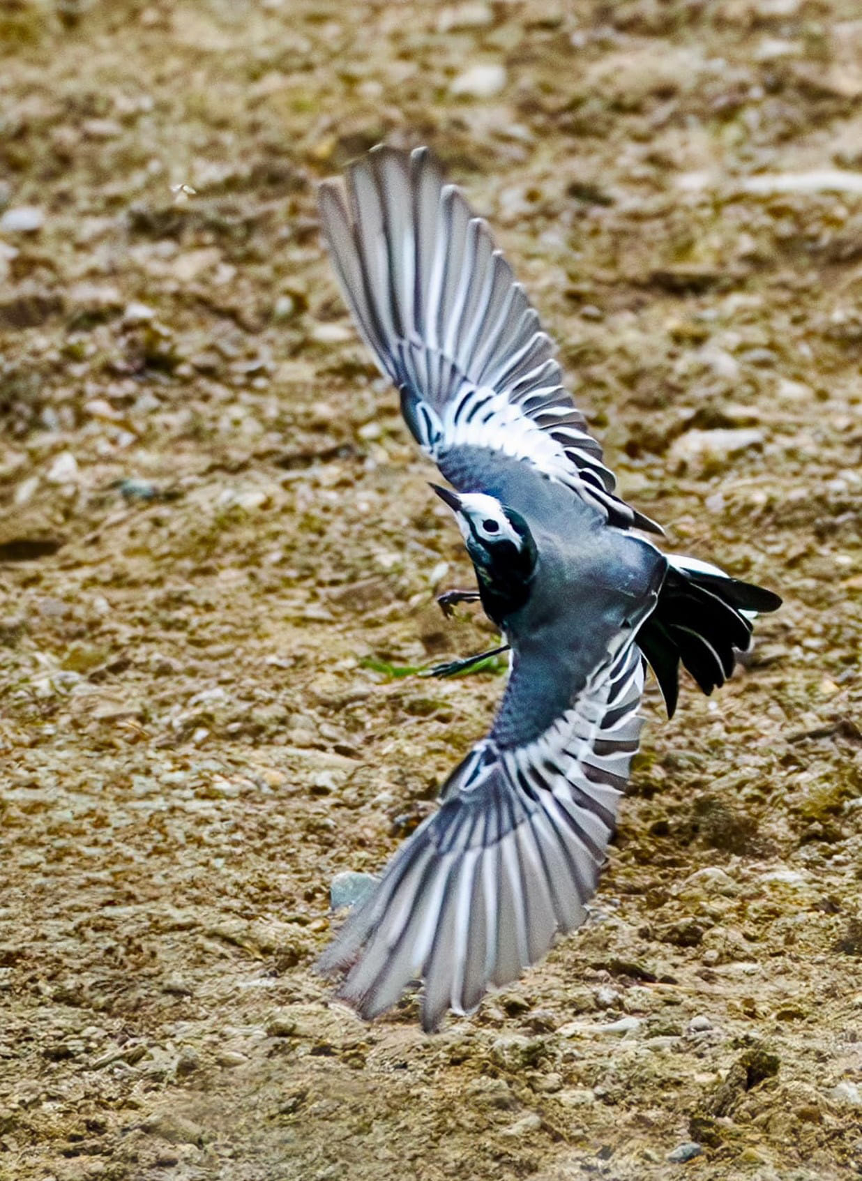 Sunday Special: Chambal chirps with the presence of Kingfisher