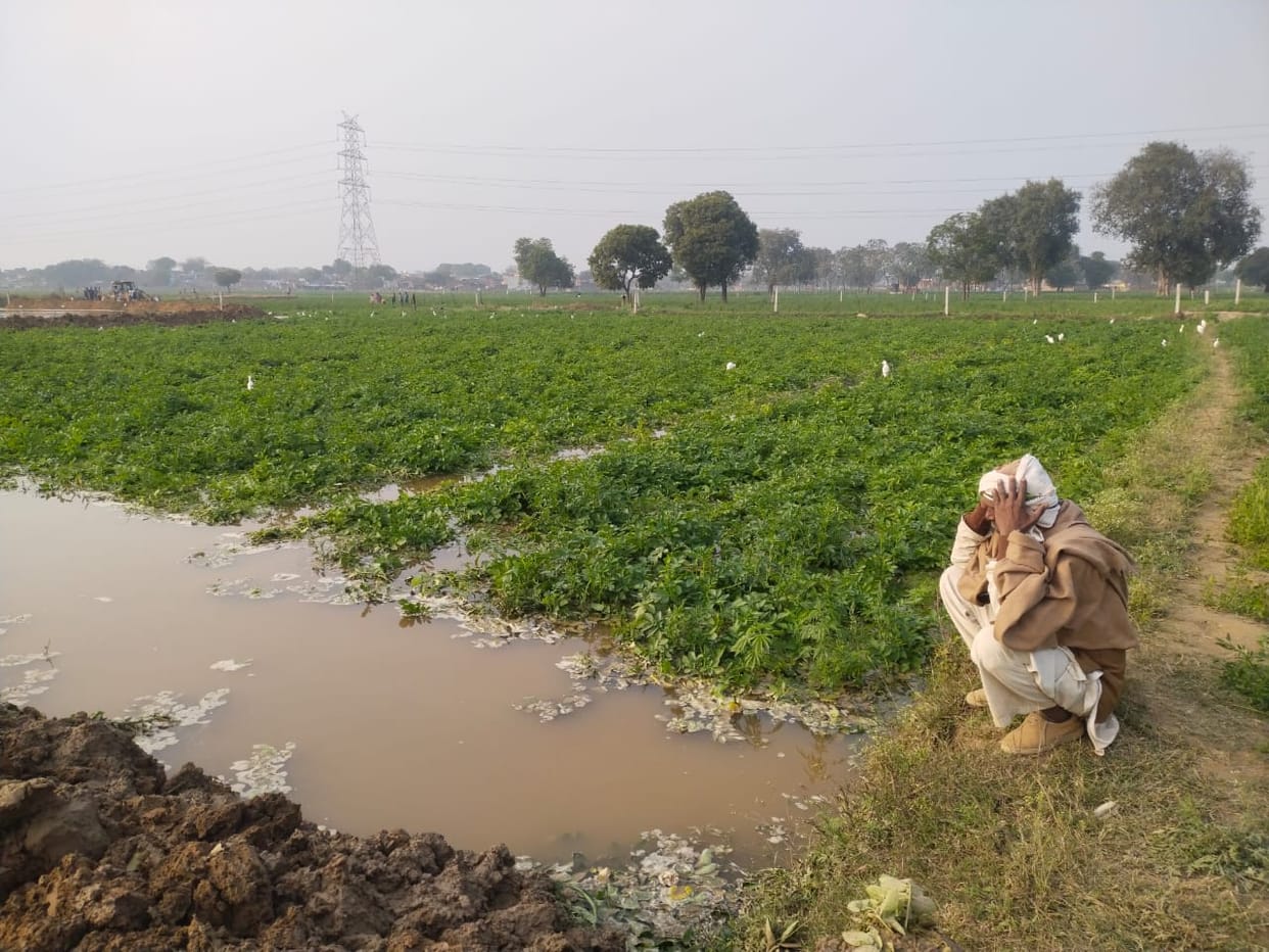 Potato and wheat crops submerged due to overflow of drain