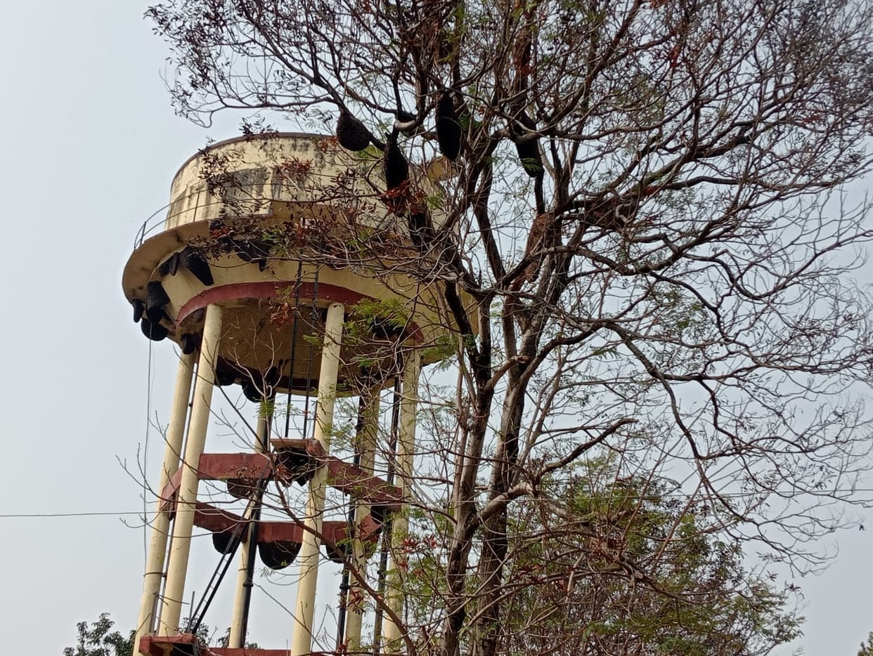 Bees are nesting in the water tank, and cleaning is not possible.