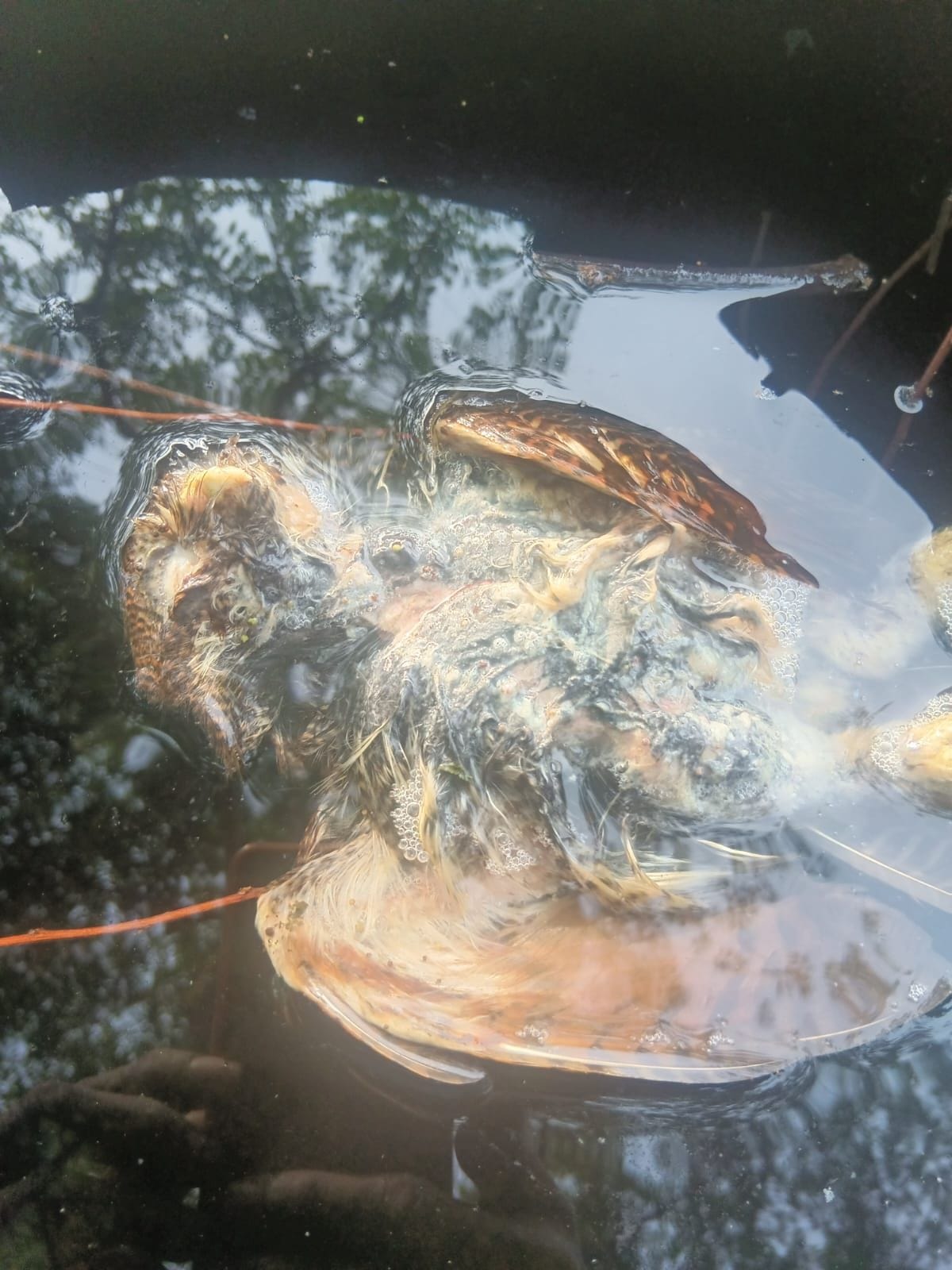 Dead animal found in water tank