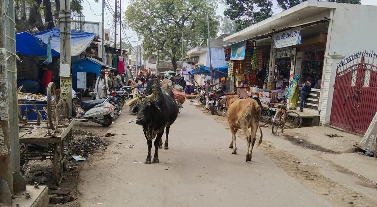 Old man dies in bull attack