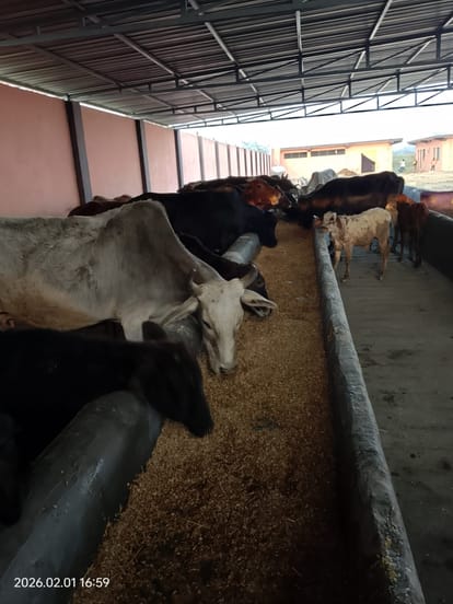 54 Encounters, 110 Arrests: Rajasthan Cracks Down on Cow Smuggling; Gau Seva Policy 2026 in Works