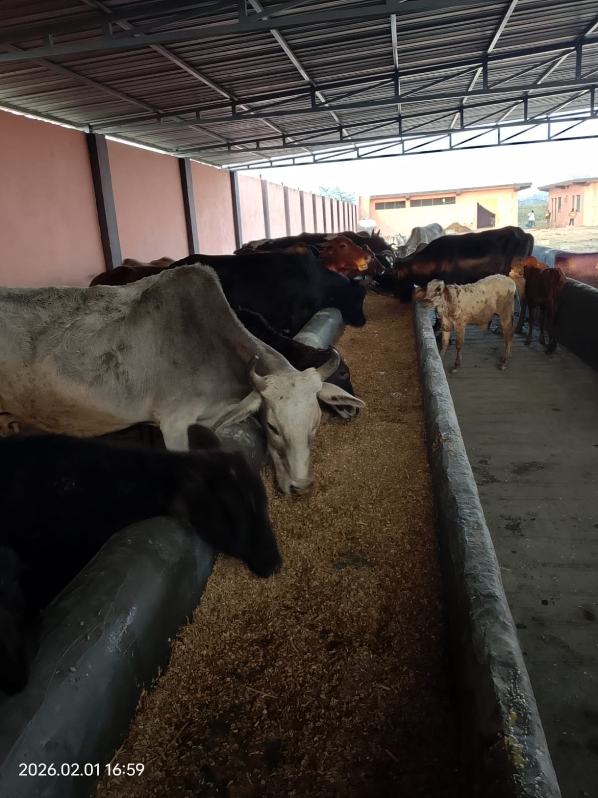 Operation of cow shelter started in Khiwai