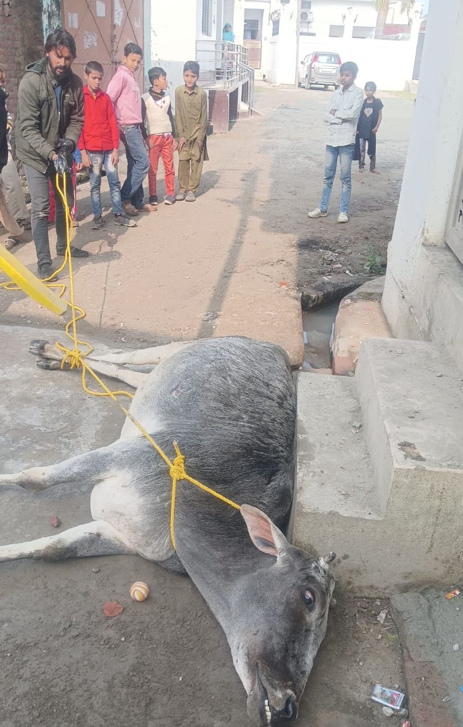 Several people and animals were injured in an attack by a rabies-infected cow.