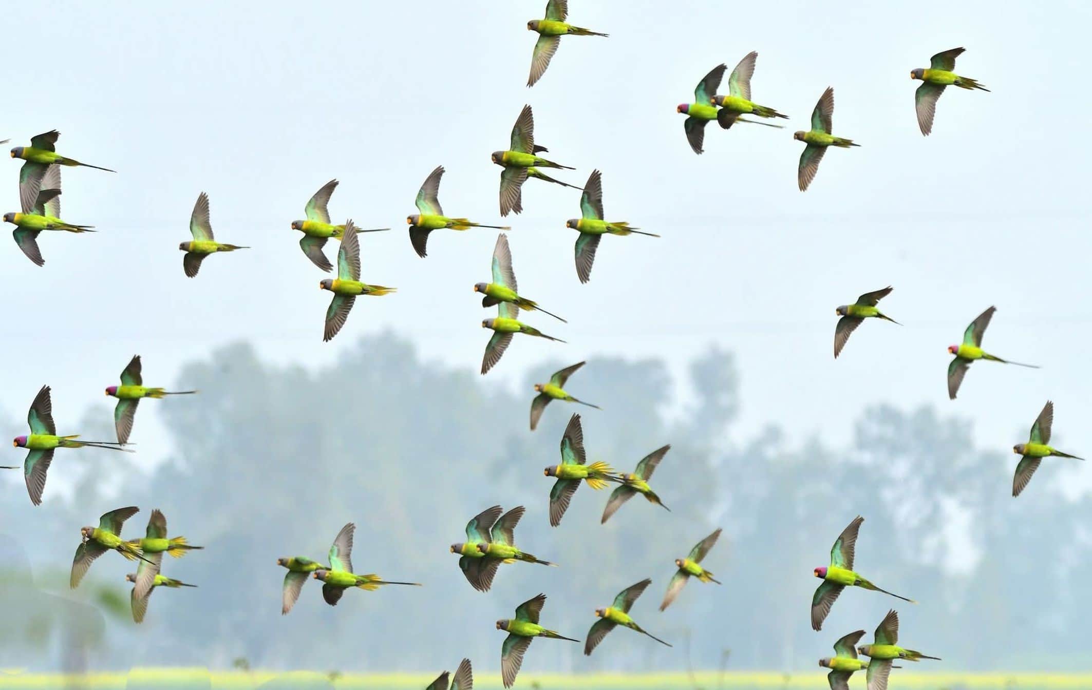 दरियाबाद क्षेत्र के उदवतनगर झील के ऊपर उड़ते पक्षी।