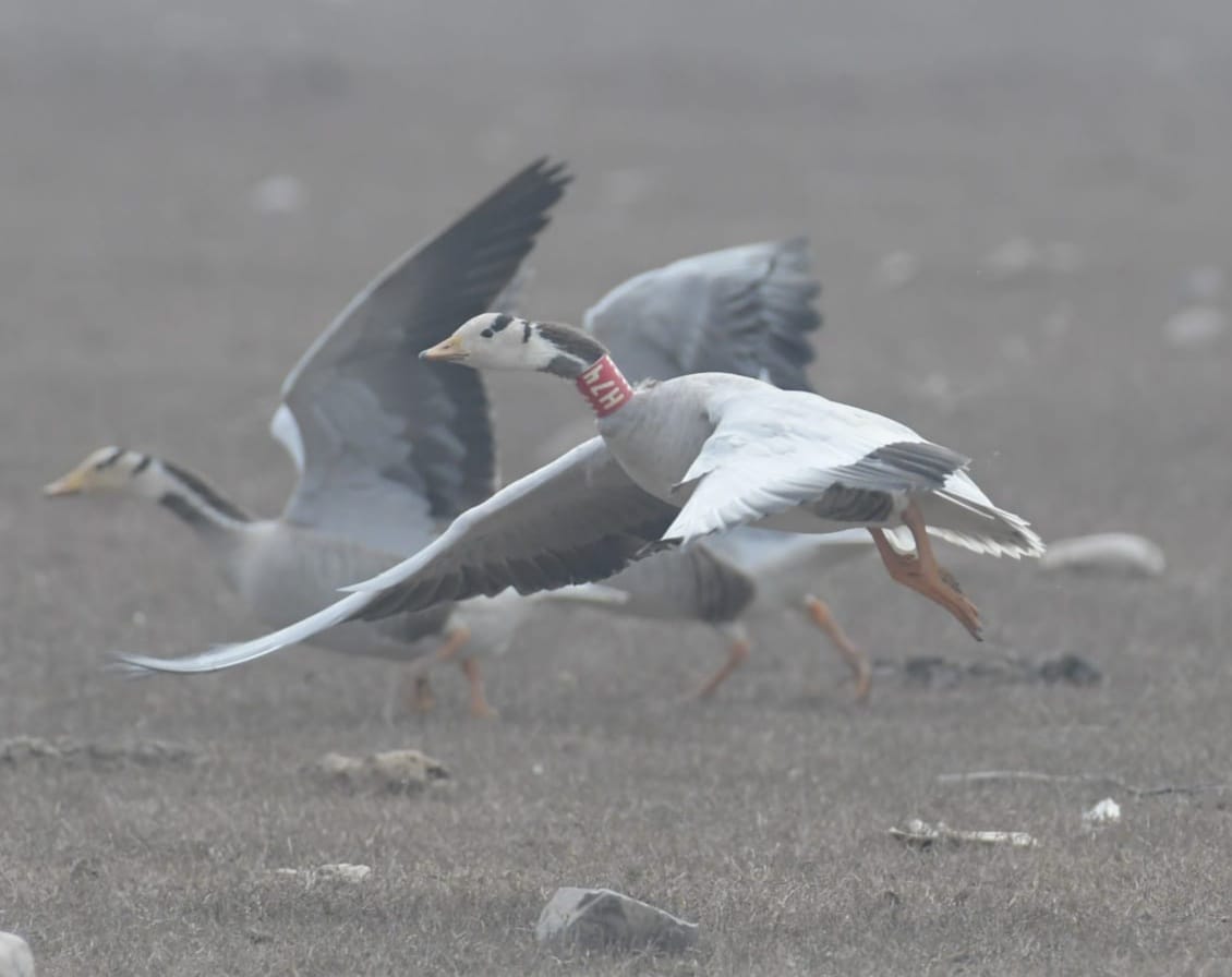 1,24,344 birds of 115 species nest in Pong Lake.