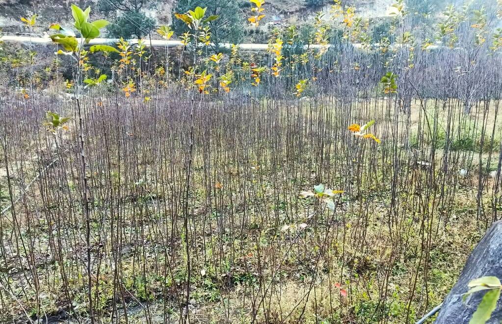 The Horticulture Department will take action against those selling apple saplings illegally.