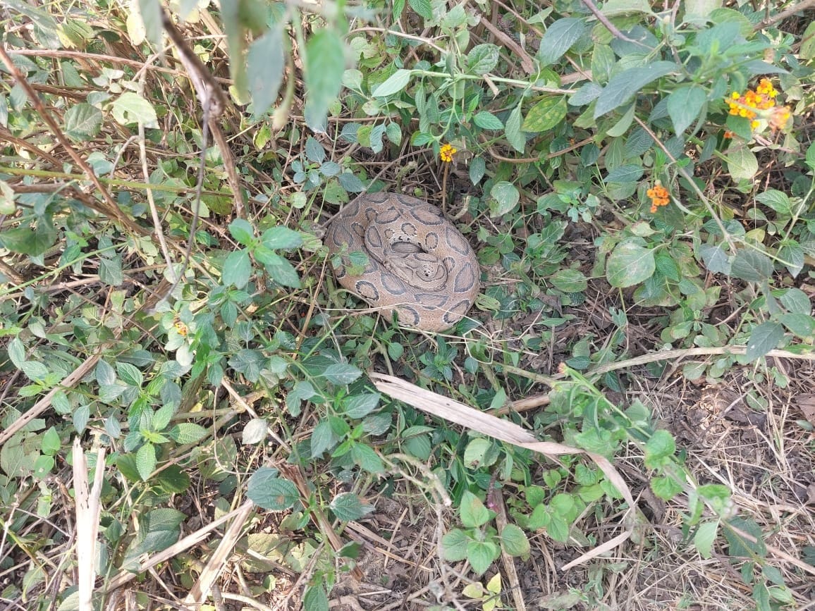 A pair of Russell vipers was found in Poornpur village