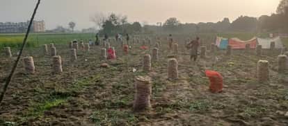 Rain increases worries of potato farmers, fear of loss