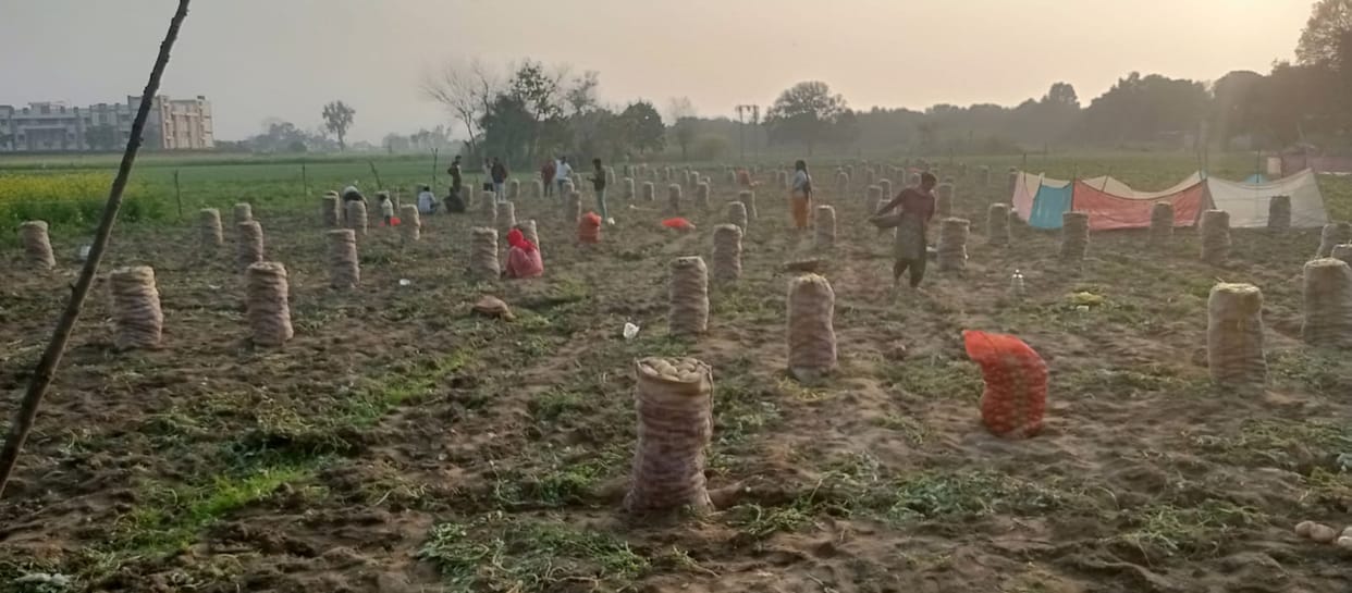 60 Lakh Loss: Faulty Potato Seeds From Jalandhar Ruin Crops of 29 Farmers