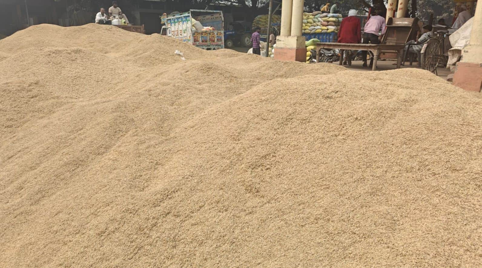 फोटो04धान का फाइल फोटो।