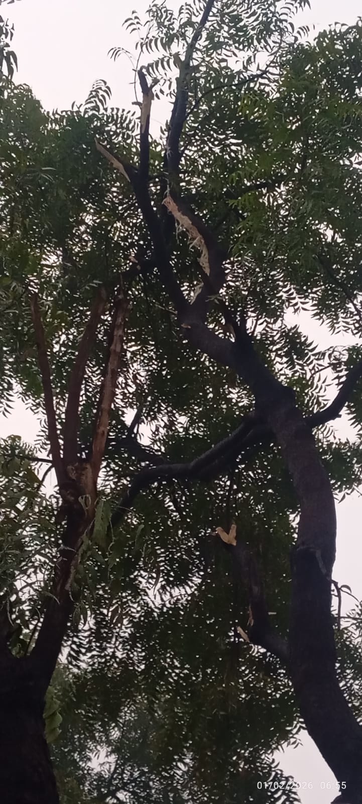 Two sheep died and tree uprooted due to lightning strike in Surir