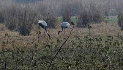 The chirping of birds in Bhadouna Lake, the arrival of cranes added to the charm