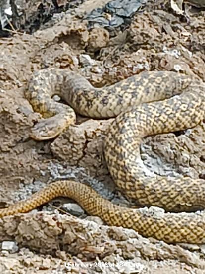 People hid in their homes after seeing a five-foot long Dorva snake.