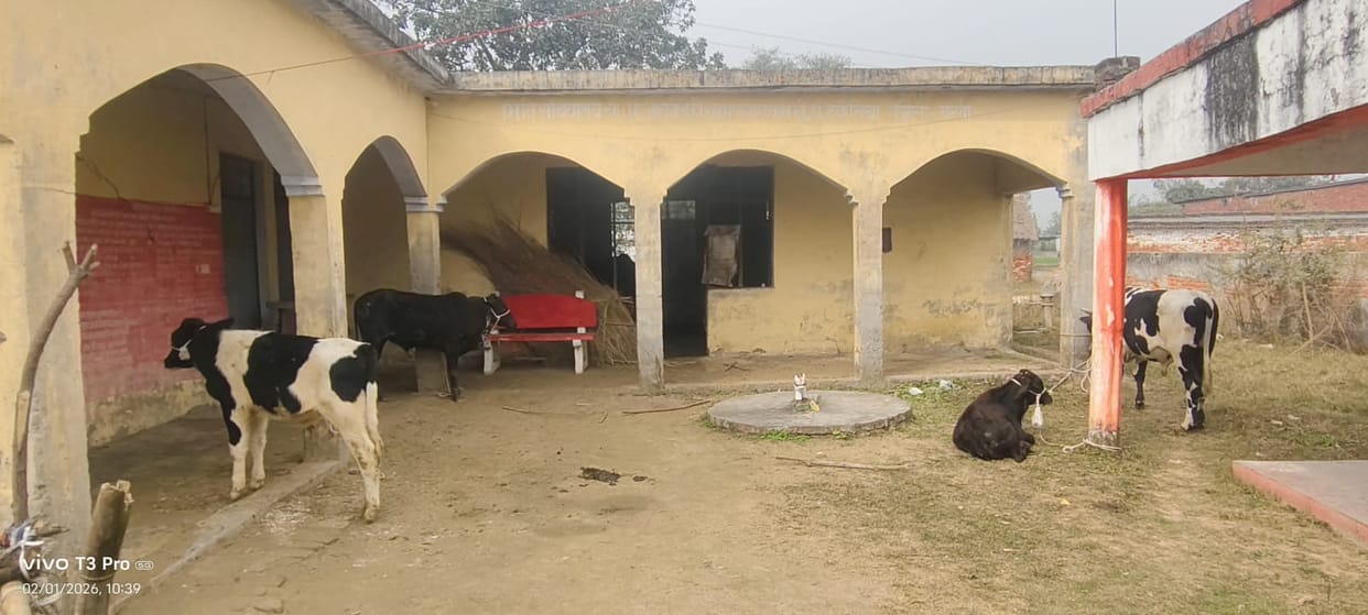Stray animals tied in the mini secretariat