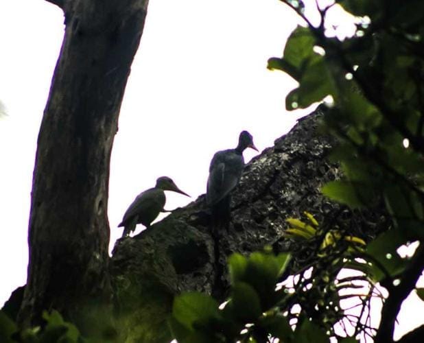 Rare Great Slaty Woodpecker spotted for the first time in Devhariya Park