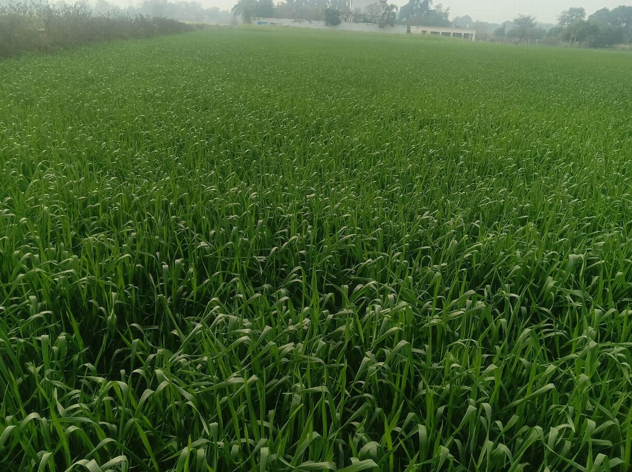 Sunshine during the day, cold in the morning and evening, crops will benefit