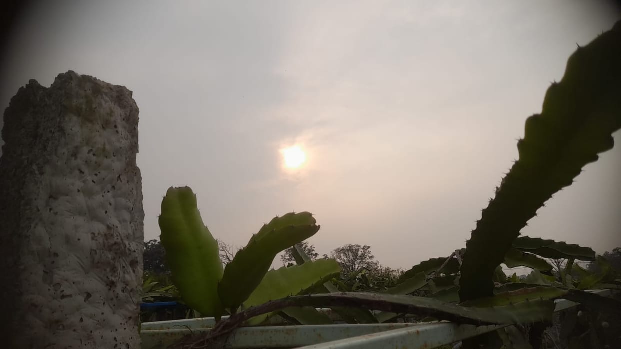 Relief from fog after four days, sunshine emerges, maximum temperature rises by two degrees