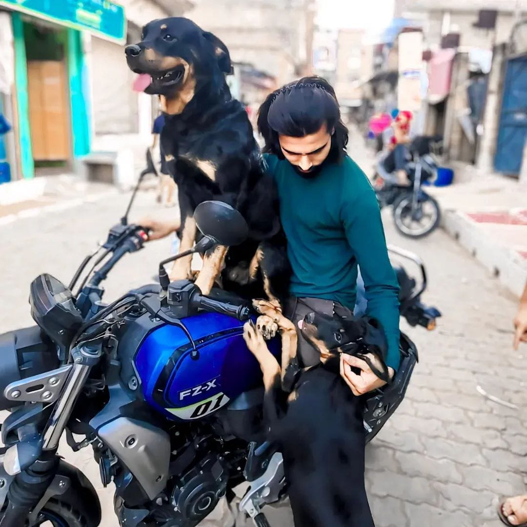 BSP leader's Rottweiler mauls teenager