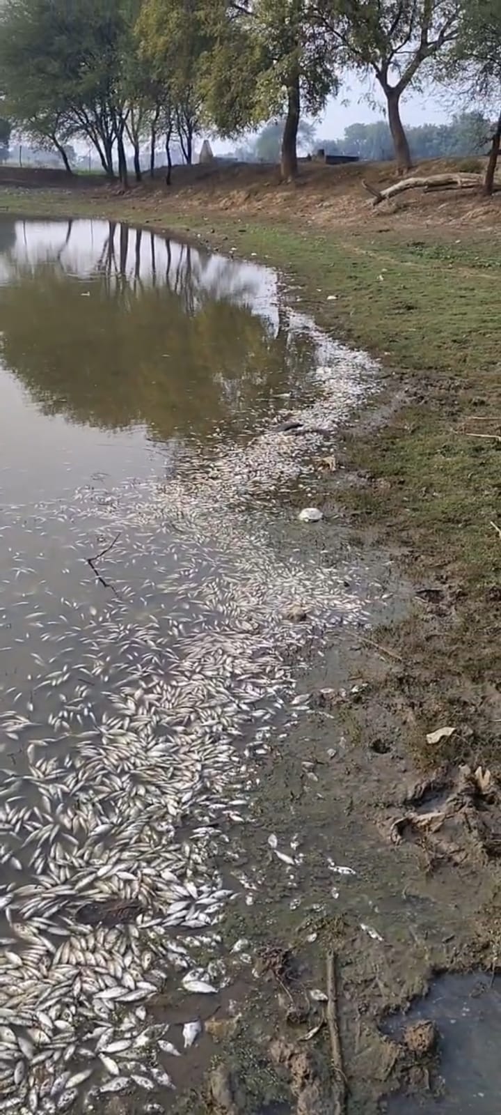 Hundreds of fish died in Lakhanpura pond, video goes viral, investigation to be conducted