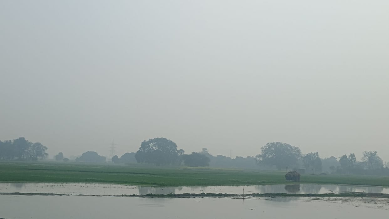 Fields submerged by minor water, 100 bigha wheat crop ruined