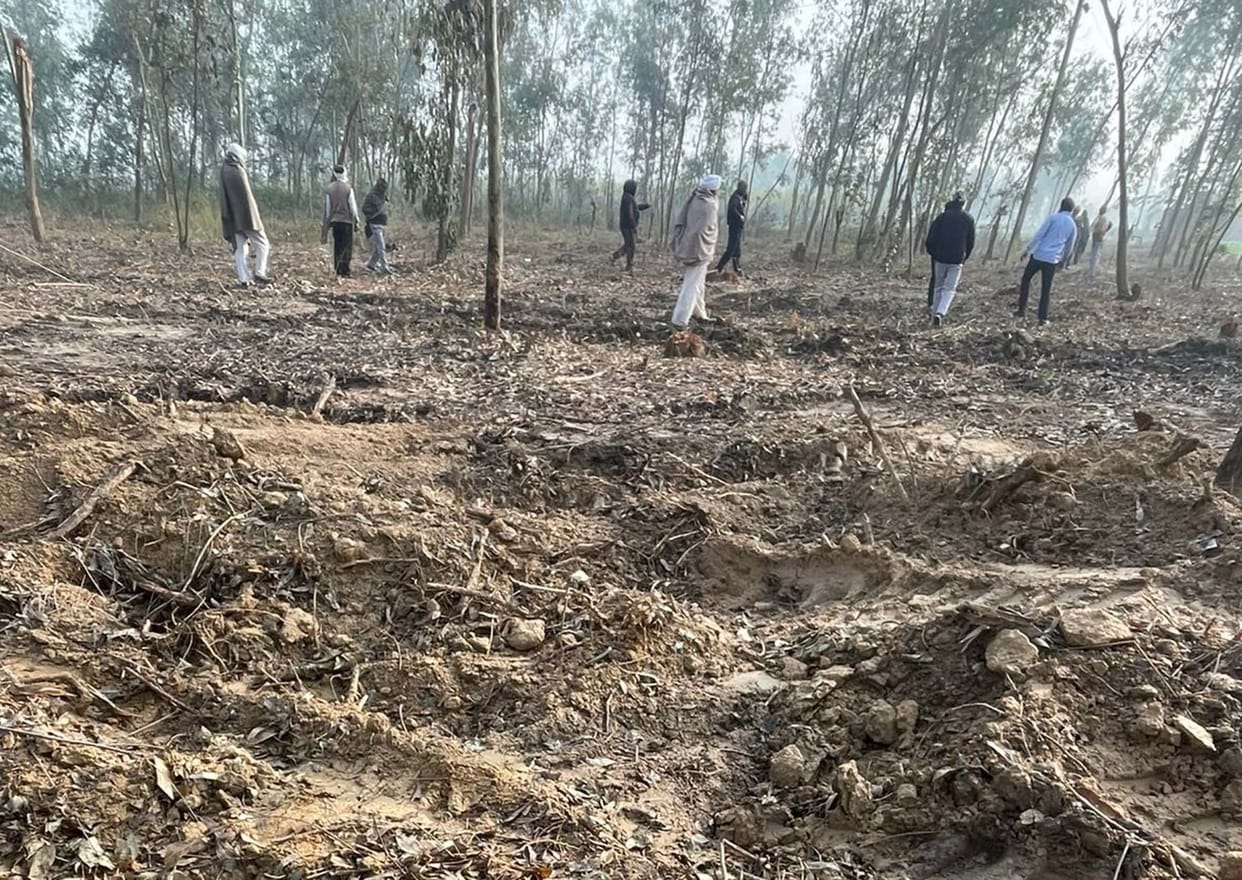 Accused of cutting down more trees than allowed in the auction