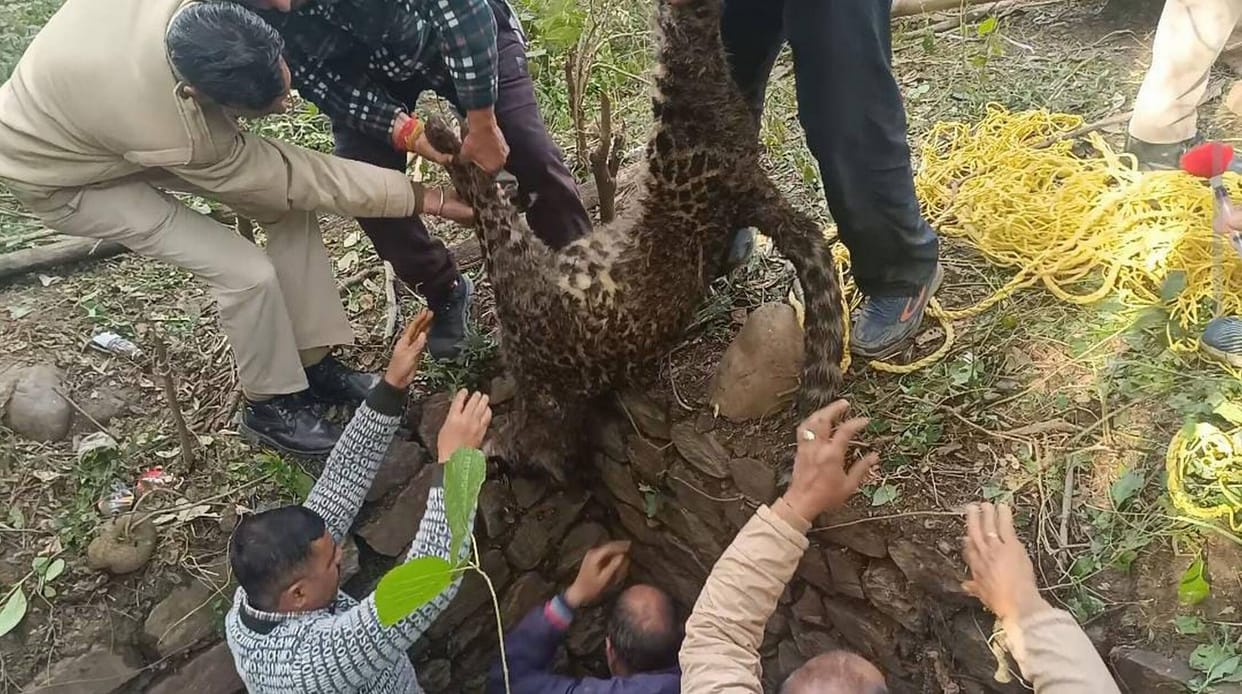 Leopard rescued after attacking forest worker