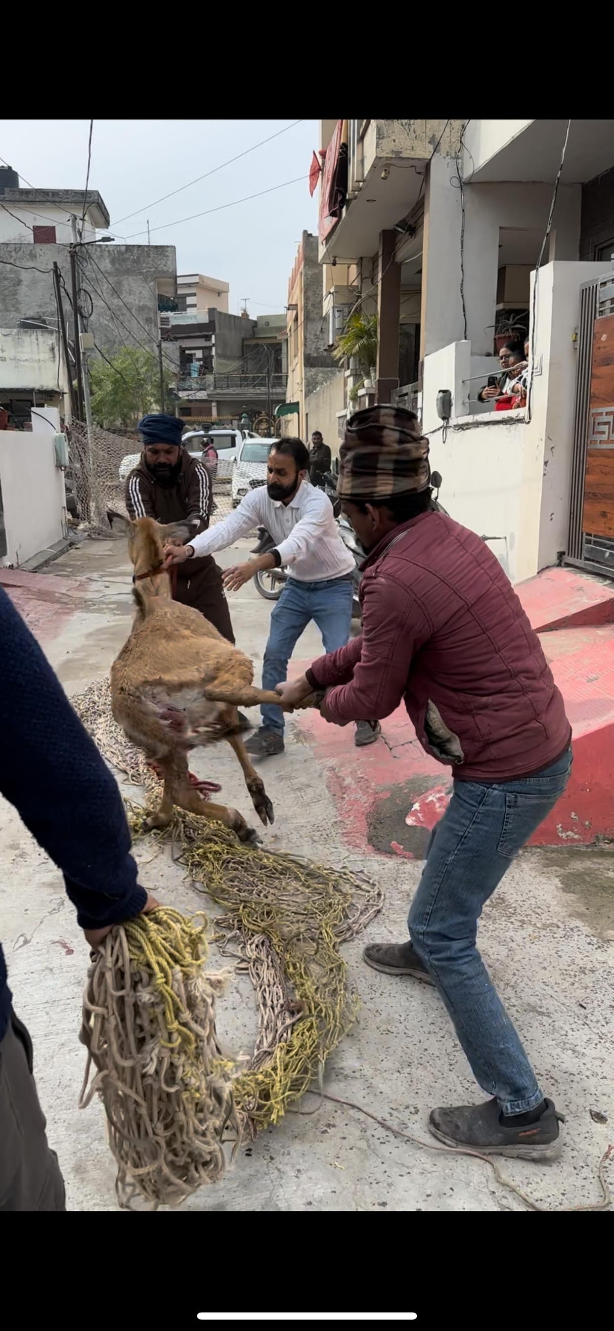 Nilgai rescued in Dayalbagh Colony