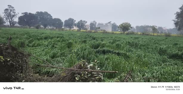 03 सीकेटीपी-06-सोनेपुर गांव में तेज हवा व बारिश से गिरी गेहूं की फसल। संवाद