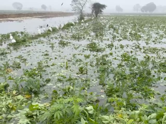 Hundreds of acres of crops were submerged by drain water.