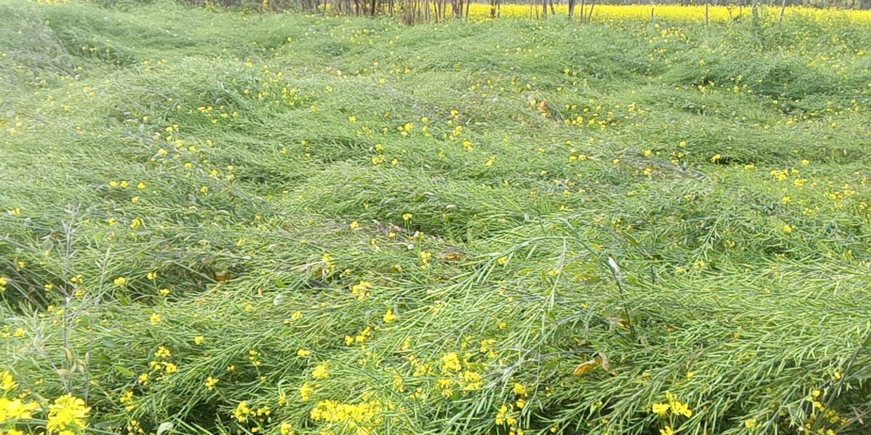 Rain and westerly winds create crisis for crops