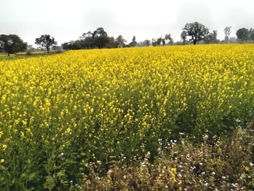 Tomatoes and peas suffer losses, vegetables may become expensive