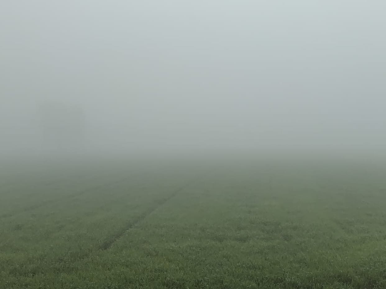 Extreme cold damages wheat and mustard, timely management is essential: Dr. Phogat