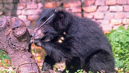 A bear cub was brutally killed in the Kotigarh forest of Shahdol.