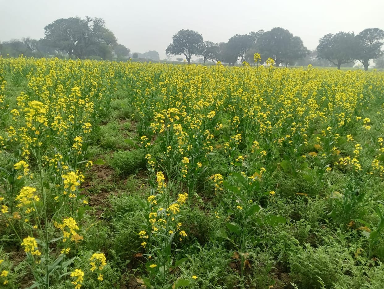 Rain changes weather, records 6.7 mm