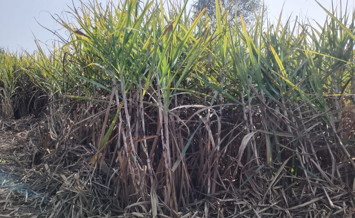 Floods have ruined the sugarcane crop, and seed prices have doubled.